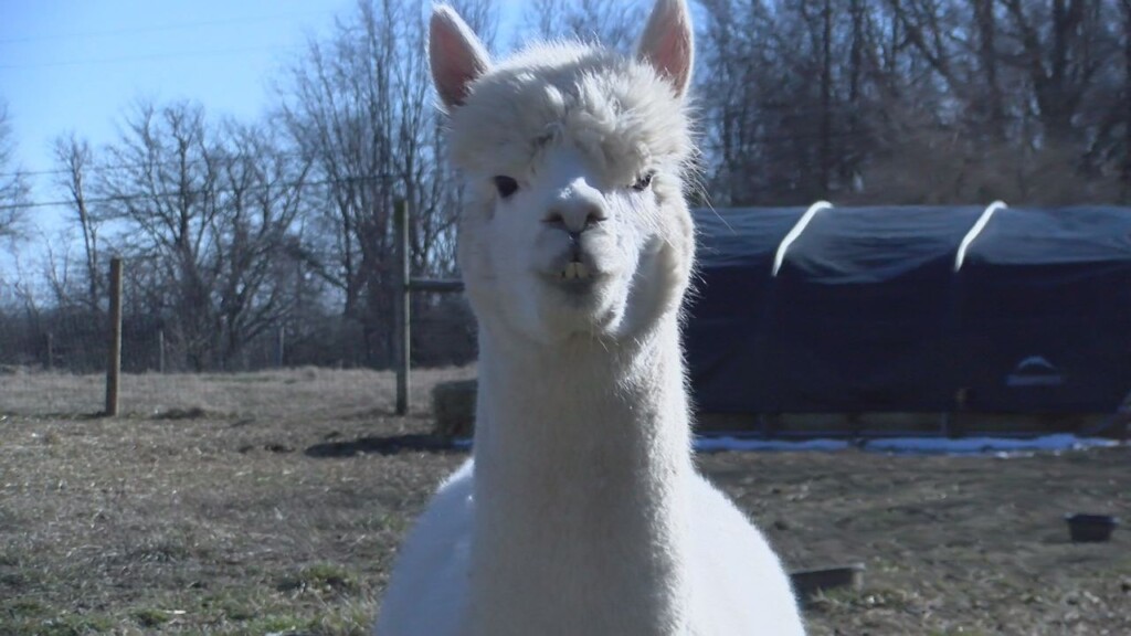 Alpacas