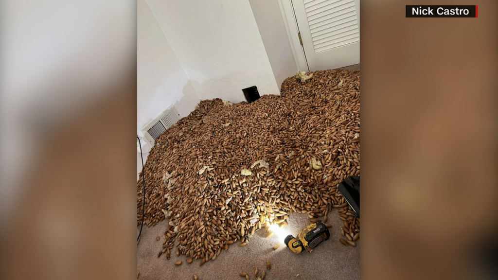 Acorns