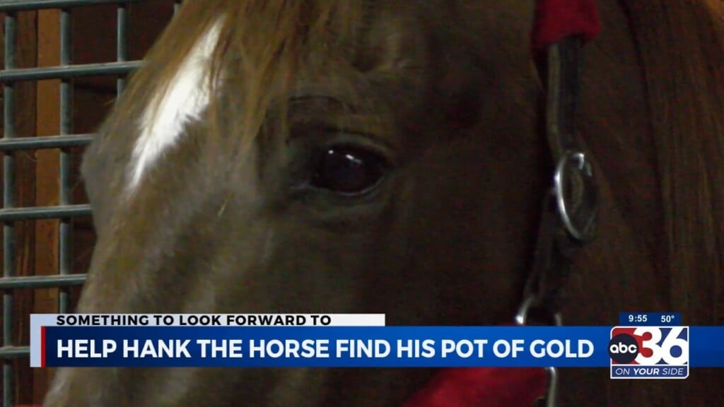 Morning Brew: Hank The Horse And Biggby Coffee Winner Sally Davis Of Nicholasville 3/17/2023
