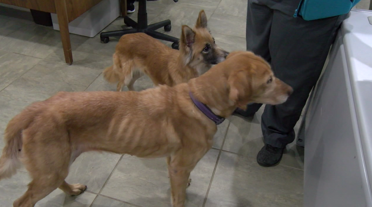 Starving dogs amp up animal abuse awareness efforts - ABC 36 News Starving dogs amp up animal abuse awareness efforts - ABC 36 News