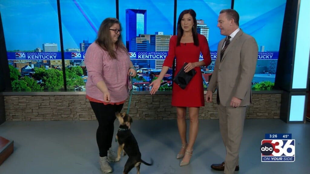 Pets As Pals With Woodford Humane Society: Yumi The Dog