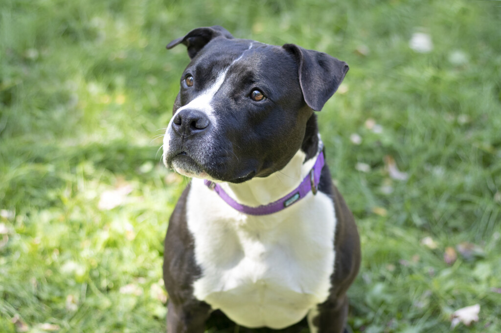 92022 This Dog Is Art Photo By Maggie Epling Photography
