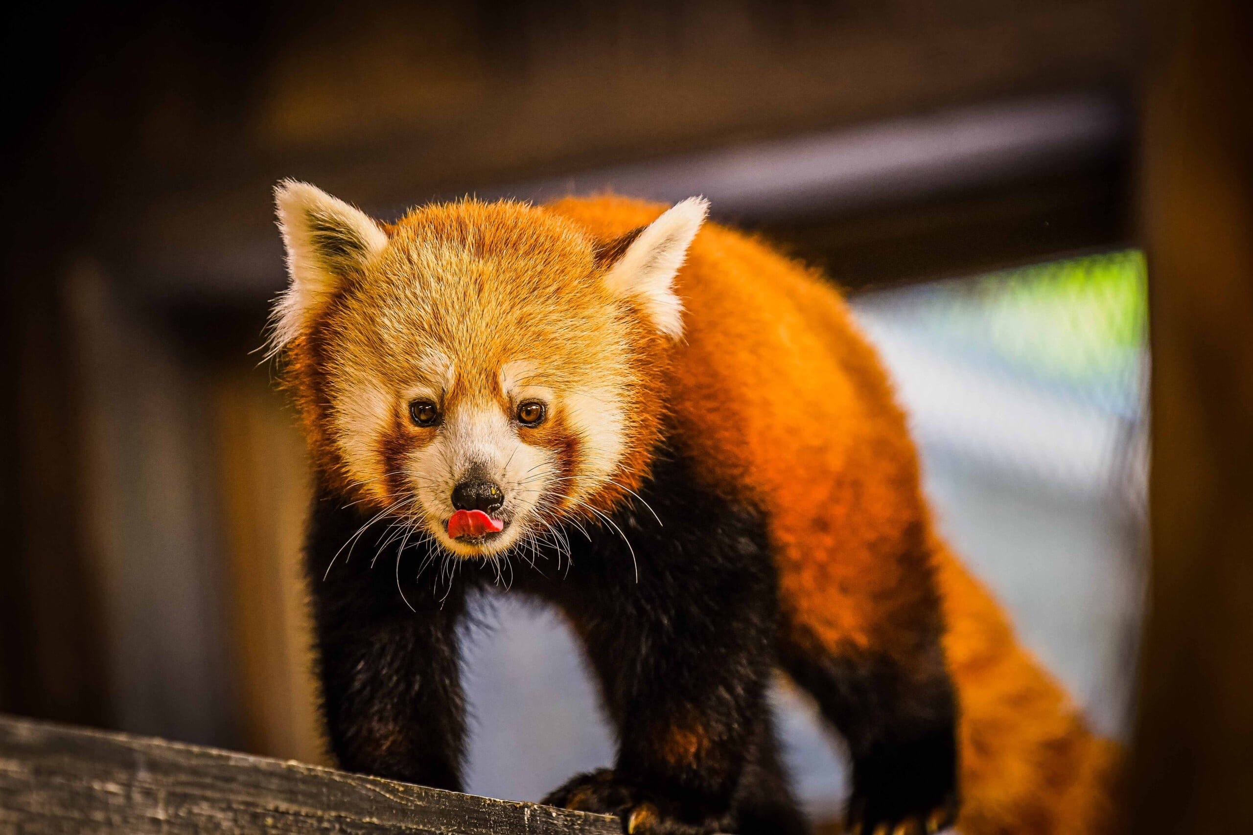 Meet Sunny D, the Louisville Zoo's first red panda since the 1970s