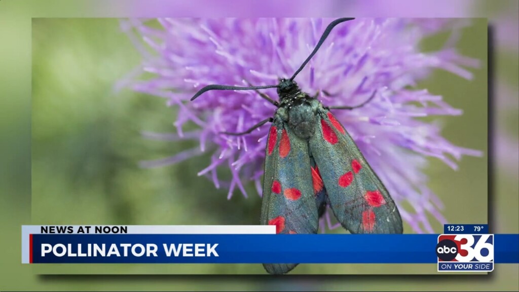 Pollinator Week 6/15/2023