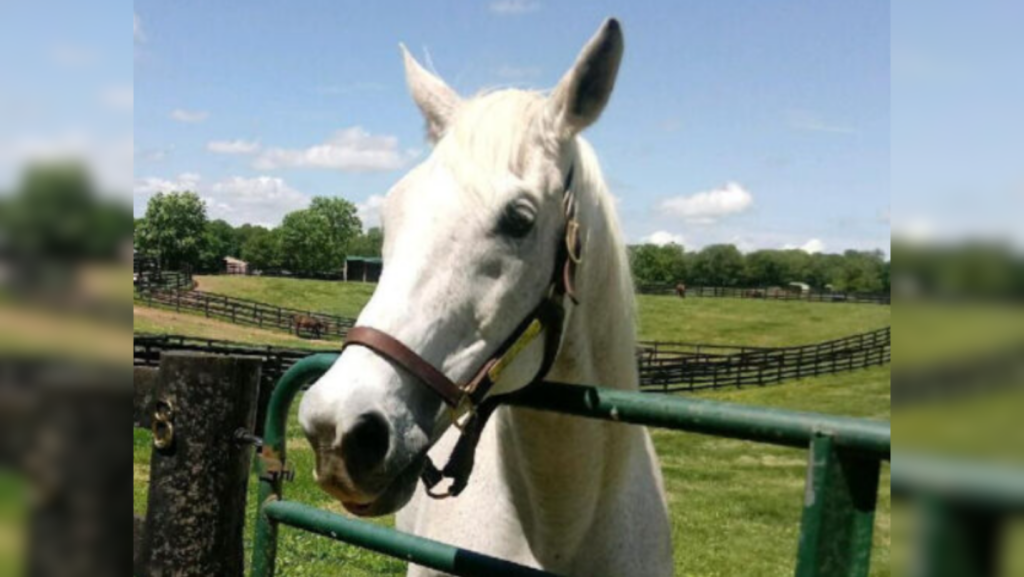 Old Friends Silver Charm halter