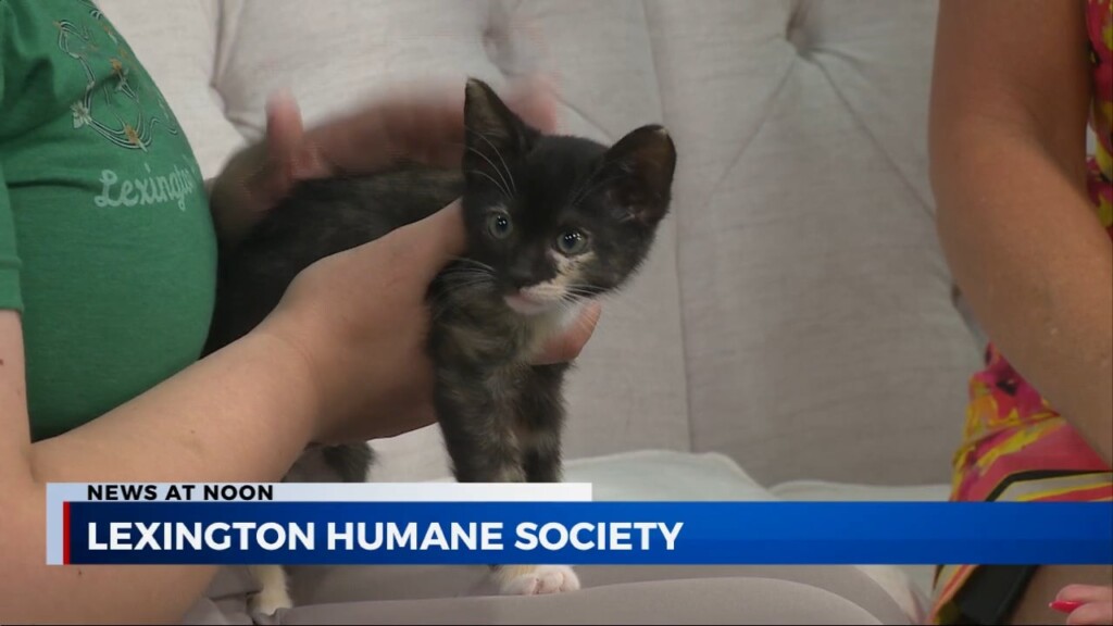 News At Noon Lexington Humane Society (lucy) 6/23/2023
