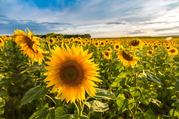 Field Of Blooming Sunflowers