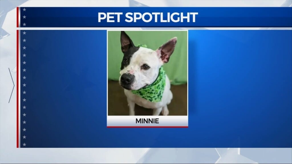 Meet Minnie. She’s Waited 873 Days To Be Adopted From Lexington Humane Society