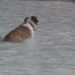 Doggie Paddle