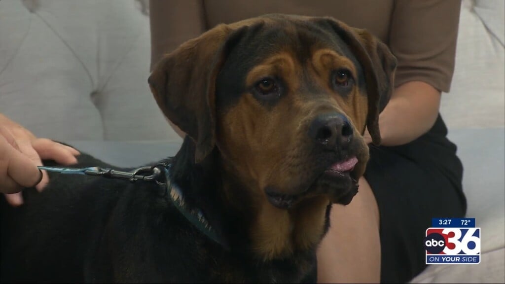 Pets As Pals With Woodford Humane Society: Coffee The Dog