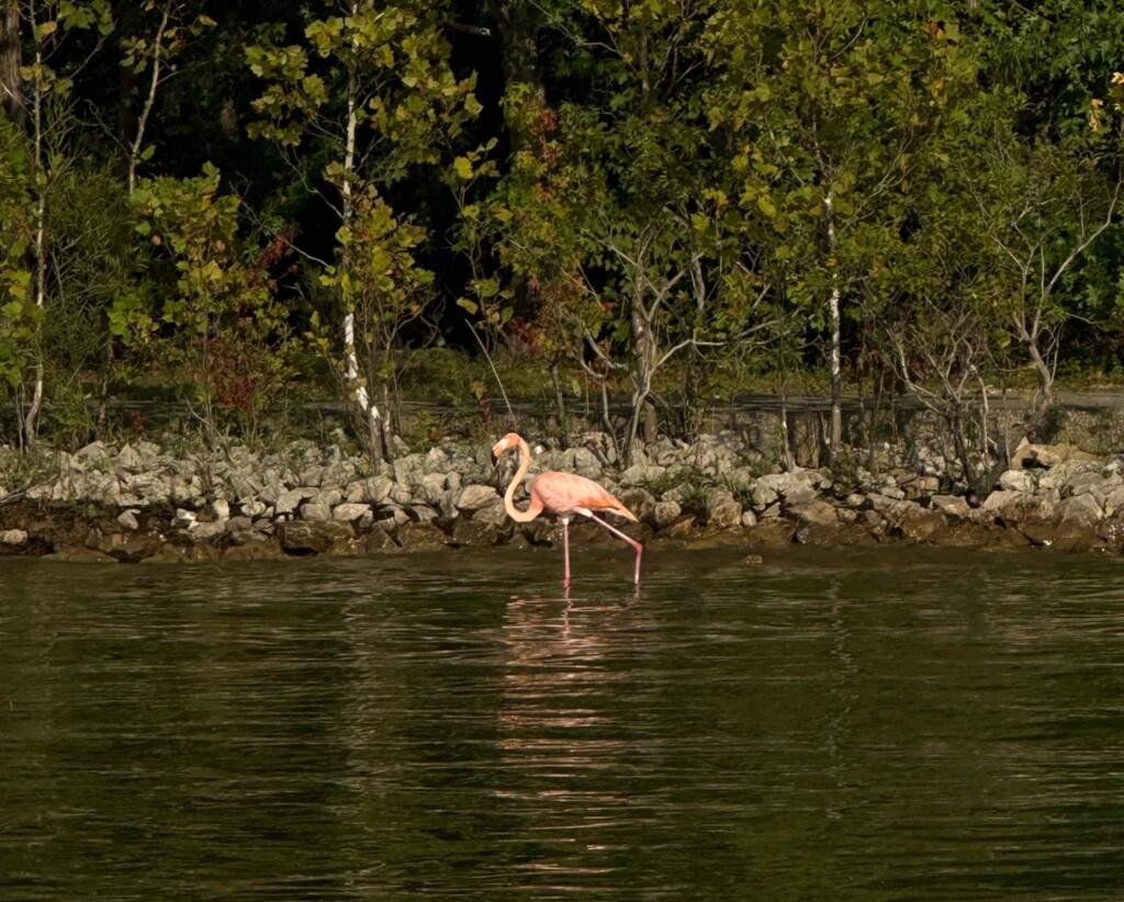 A single flamingo seen at Cave Run Lake on Monday | Courtesy: Andrew Patrick