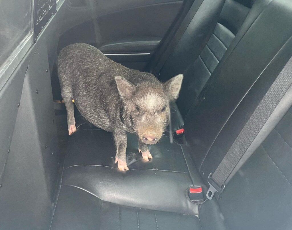 Corbin police rescue pig on Bacon Creek Road (Corbin Police Department/Facebook)