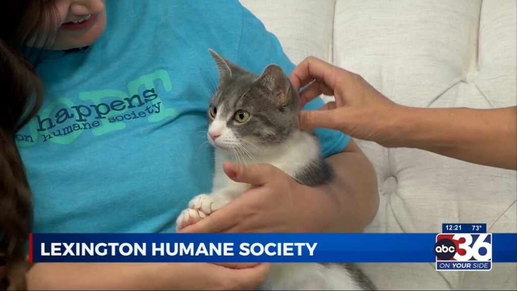 Lexington Humane Society Brings Chamomile The Cat On News At Noon