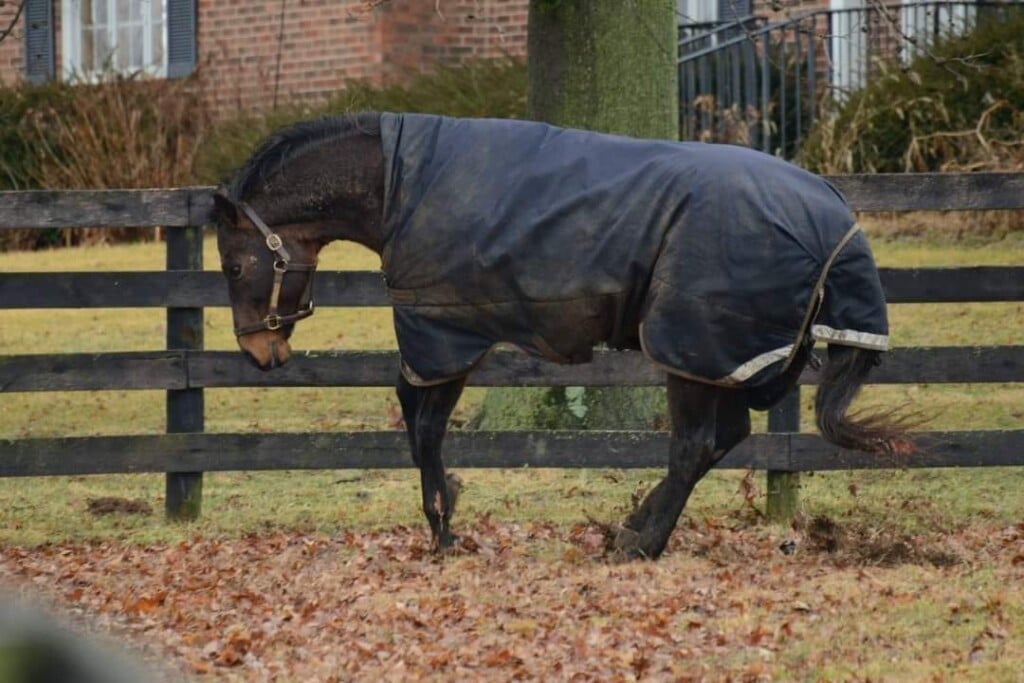 Horse at Old Friends wearing a blanket (Laura Battles/Facebook)