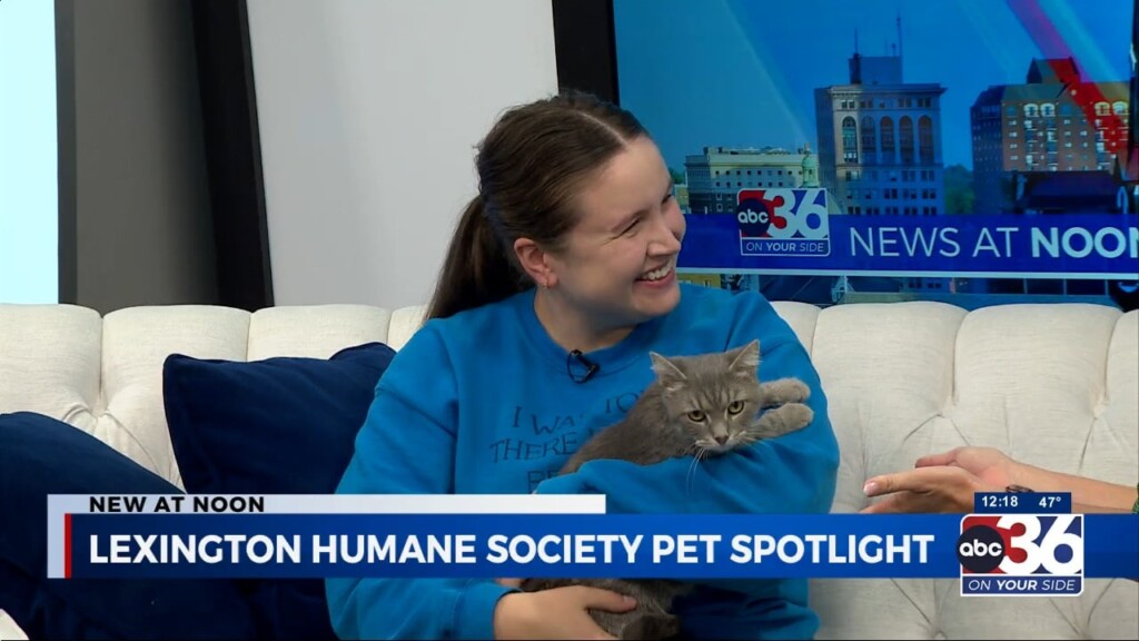 Lexington Humane Society's Pet Spotlight: Sweetness The Cat