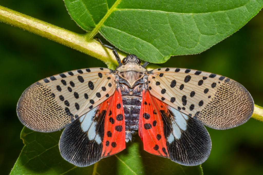 Spotted Lanternfly