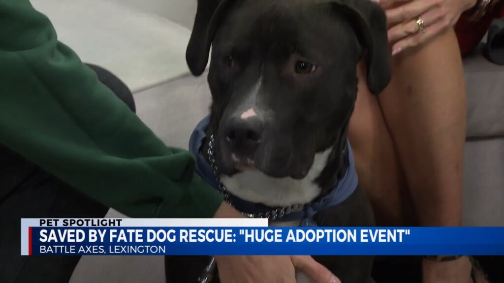 Saved By Fate Dog Rescue's Ciara Hagedorn Tells Us About A "huge Adoption Event" At Battle Axes Lexington