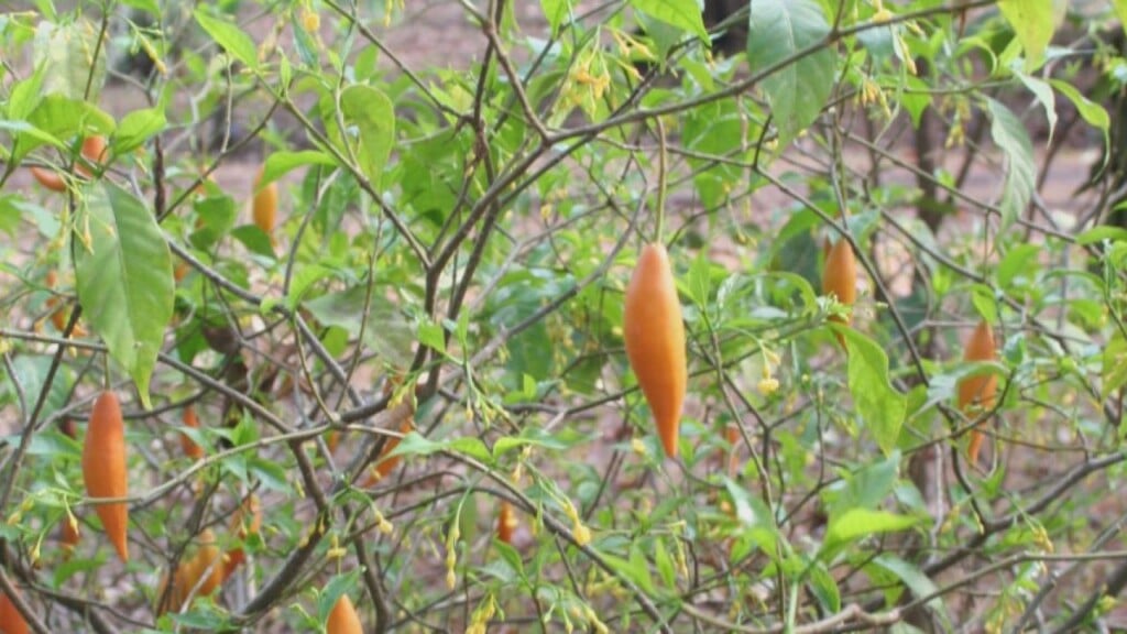 Ibogaine