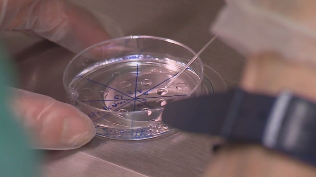 Embryos