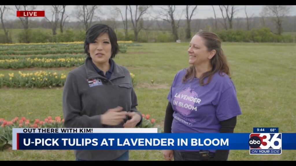 Out There With Kim Goes To Lavender In Bloom Flower Farm