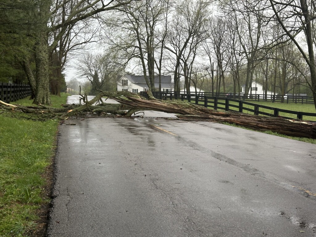 Cleveland Downed Tree