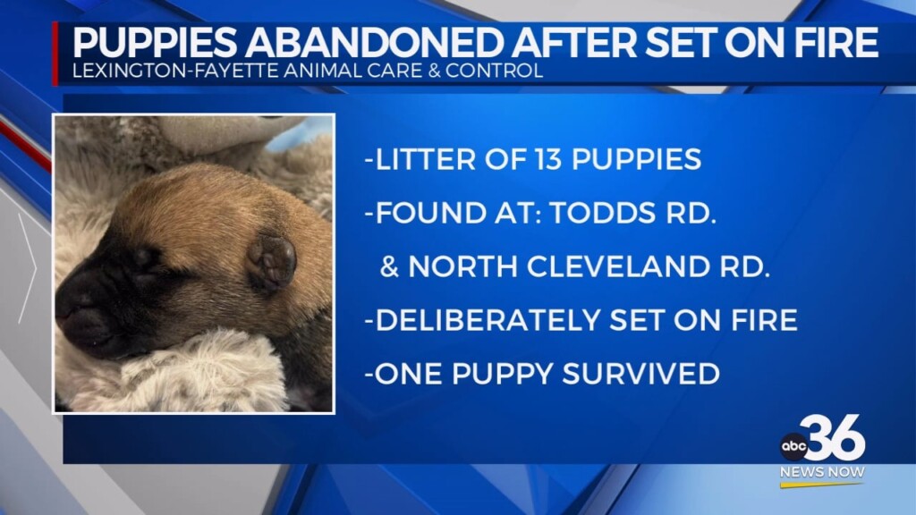 Puppies Abandoned After Being Set On Fire In Lexington