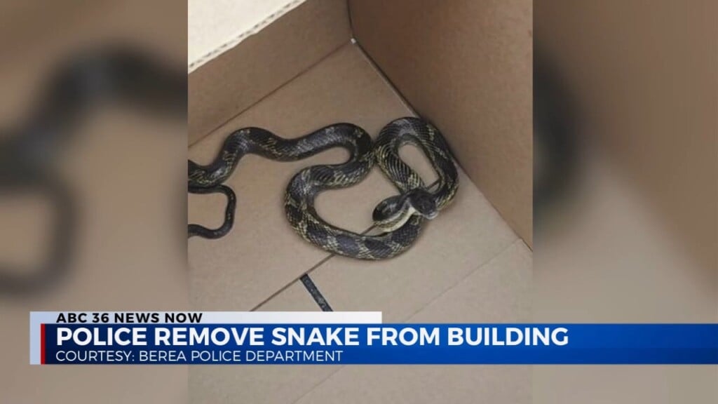 Police Remove Snake From A Building In Madison County