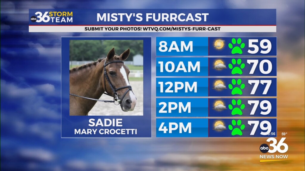 Mary Crocetti's Sadie The Horse On Misty's Furrcast