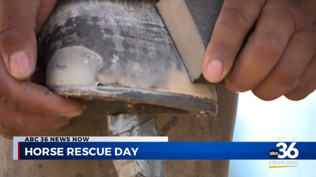 Thursday May 16th Is Horse Rescue Day To Shine A Spotlight On Their Welfare And Protection