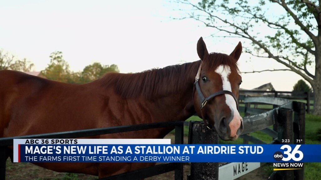 Mage's New Life As A Stallion At Airdrie Stud