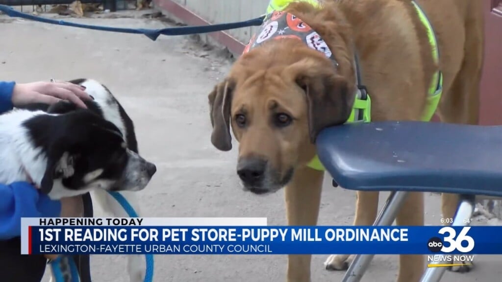 Lexington Fayette Urban County Council Will Have It's First Reading Of The Pet Store Puppy Mill Ban Ordinance