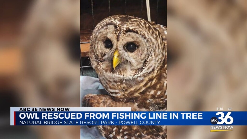 Owl Rescued From Fishing Line In A Tree In Powell County