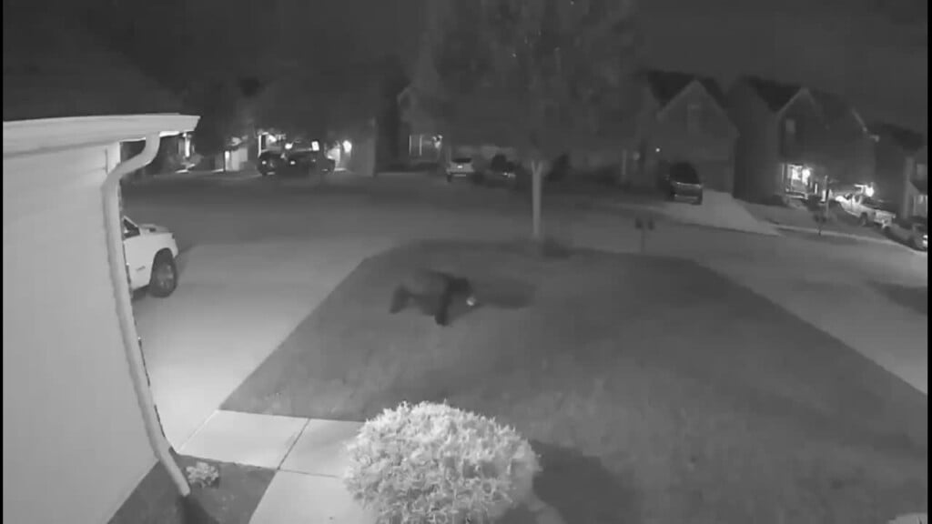 Bear Sighted In Lexington Neighborhood