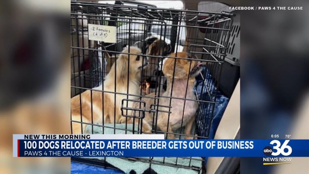 100 Dogs Relocated After Breeder Gets Out Of Business