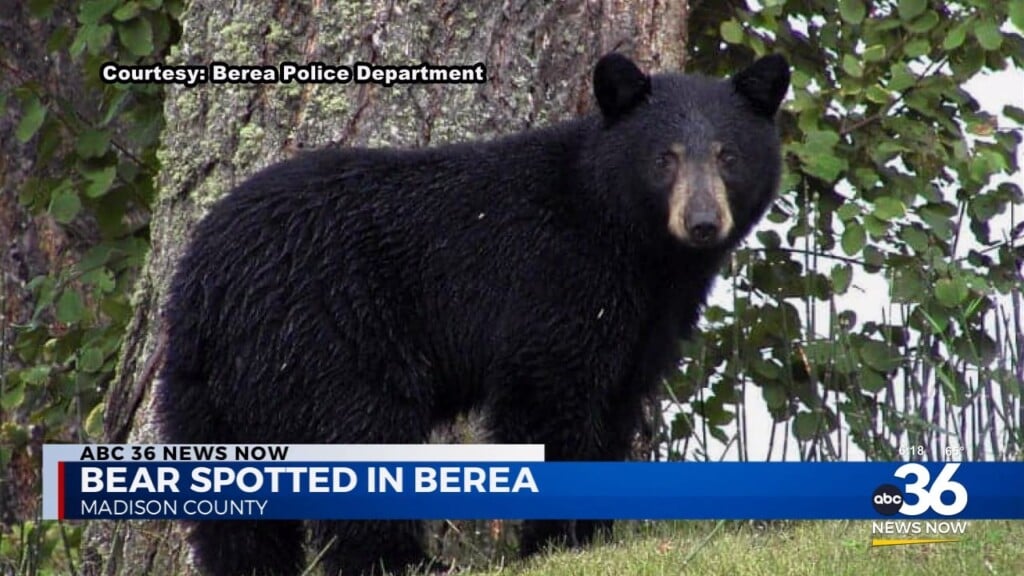 Bear Spotted In Berea/ Madison County
