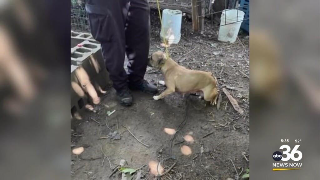 Louisville Man Arrested For Running Dog Fighting Ring 062524