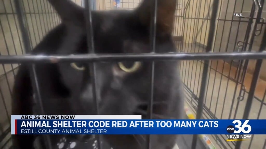 Estill County Animal Shelter Code Red After Too Many Cats