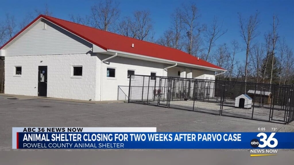 Powell County Animal Shelter Closing For Two Weeks After Parvo Case