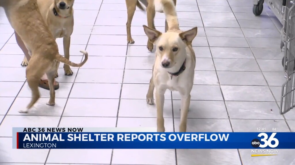 Animal Shelter Paws 4 The Cause Reports Of Overflowing