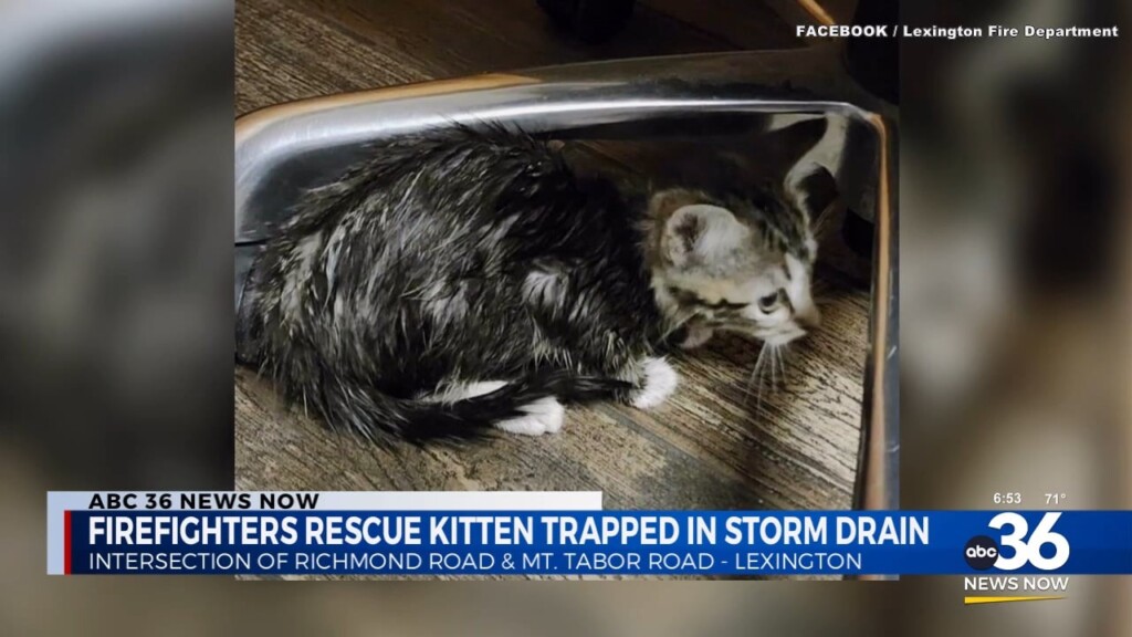 Firefighters Rescue Kitten From Storm Drain In Lexington