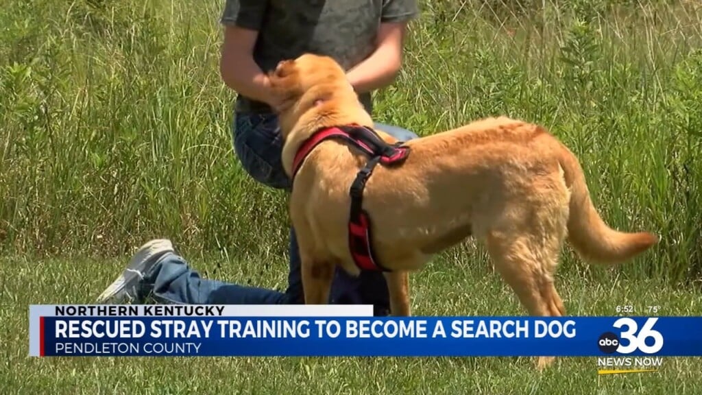 Rescued Stray Training To Become A Search Dog