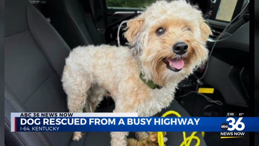 Dog Rescued From A Busy Highway 070524