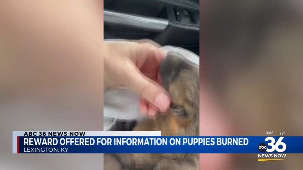 U.s. Humane Society Offers Reward