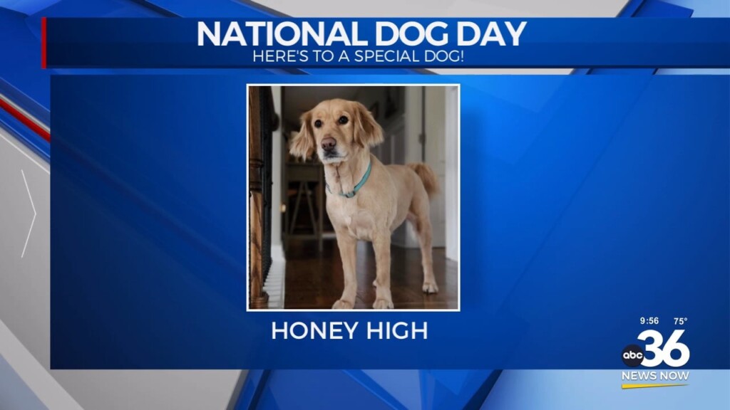 National Dog Day Featuring Misty The Weather Dog And Honey High