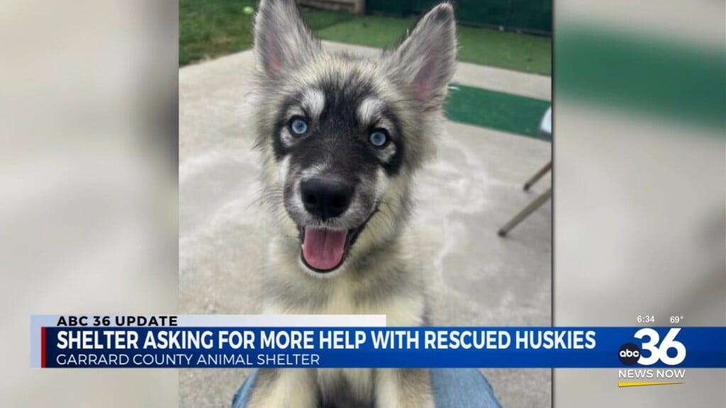 Shelter Asking For More Help With Rescued Huskies In Garrard County