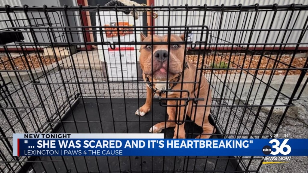 Dog Dumped Outside Paws 4 The Cause Building 080224