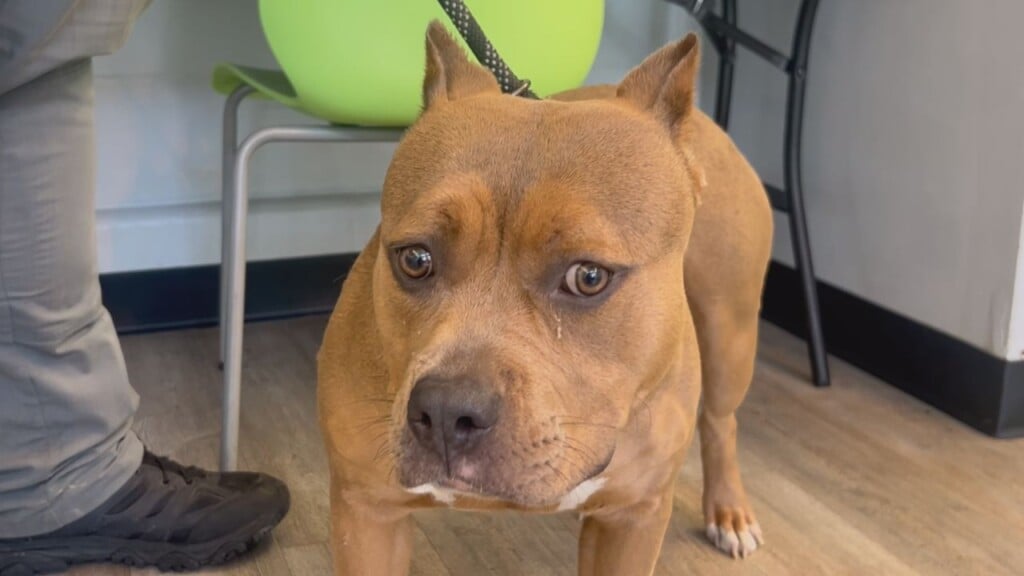 Dog Left At Paws 4 The Cause
