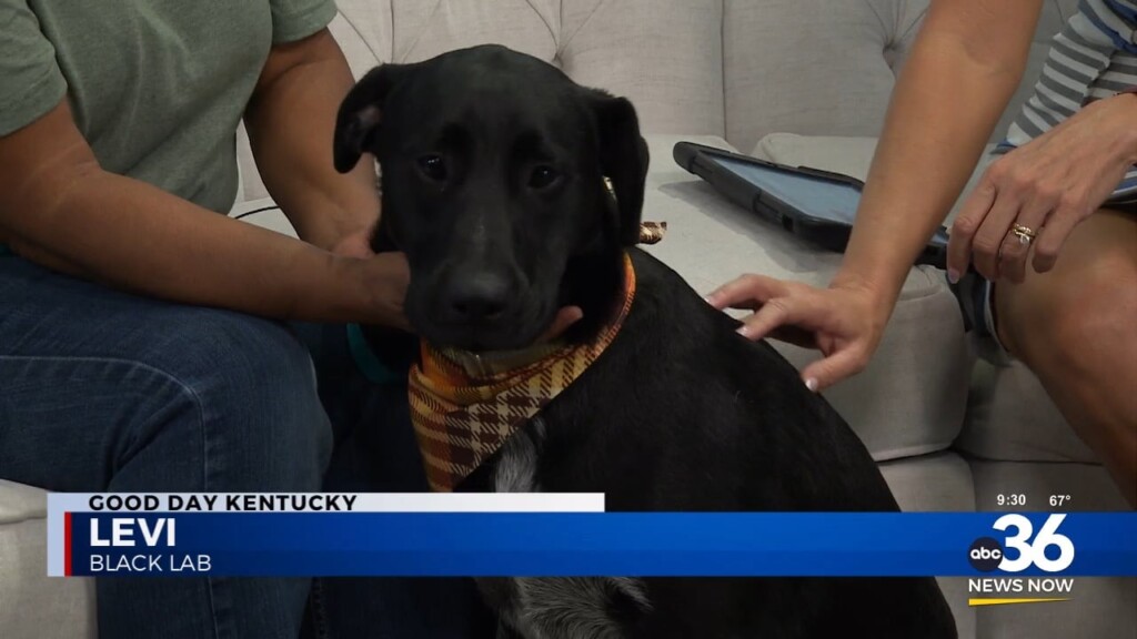 Fairy Tails Pet Adoption's Crystal Scearce Brings Levi The Black Lab