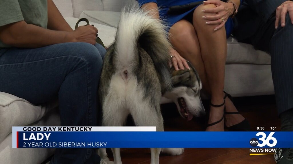 Fairy Tails' Crystal Scearce Introduces Us To 2 Year Old Siberian Husky "lady"