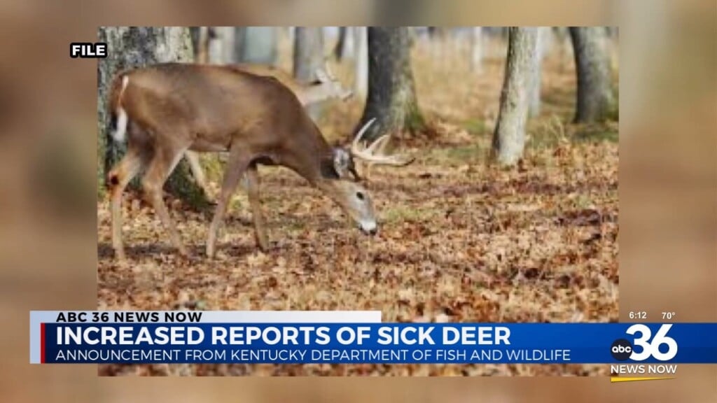 Increased Reports Of Sick Deer